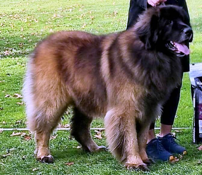 Award winning Leonberger dog