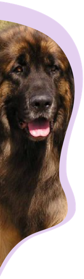 Leonberger Dog Breeder