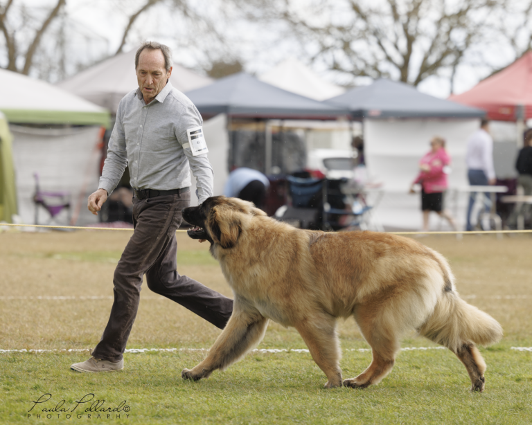 Leonberger dog show Huntly